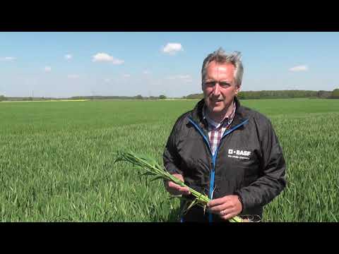 T2-Application in Wintergerste/ Adexar + AmistarOpti Einsatz