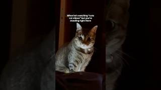 Download lagu Your Daily Purrscription of Cats | Part 65 #cats mp3 Download lagu Your Daily Purrscription of Cats | Part 65 #cats mp3