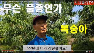 [복숭아재배] 신품종? 복숭아 변이종이 있어 현장 확인해봤습니다(2차)
