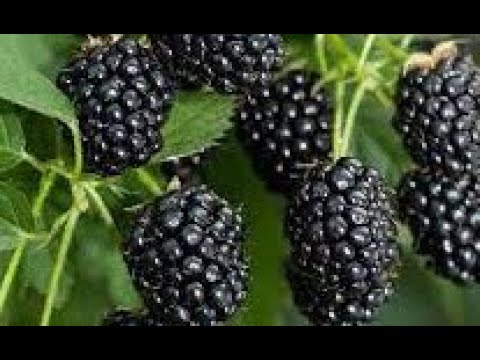 Najbolji organski rastvori za prihranu i odličan rod kupina