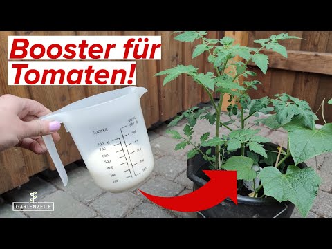 Unser Wundermittel für eine reiche Tomatenernte! Mit diesem Hausmittel klappt es!