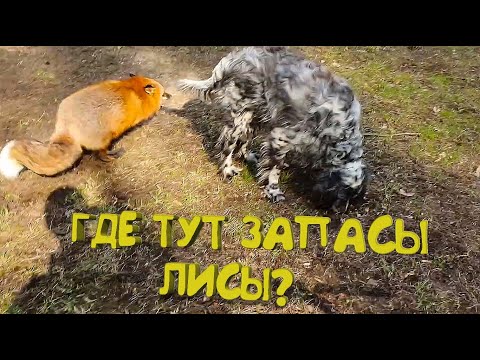 ЛИ СЯО. Алиса - Лиса. Макс искал запасы лисы, но он не ожидал, что его заметят... Забавные моменты.