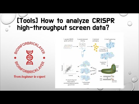【Bioinformatics | Tools 03】How to analyze CRISPR high-throughput screen data?
