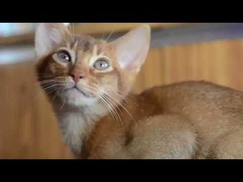 Raza de Gato Abisinio