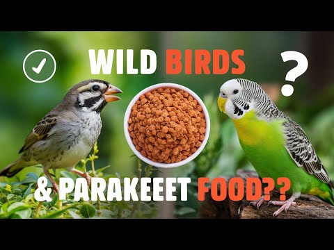 Can Wild Birds Eat Parakeet Food? | Pets Caring Hub