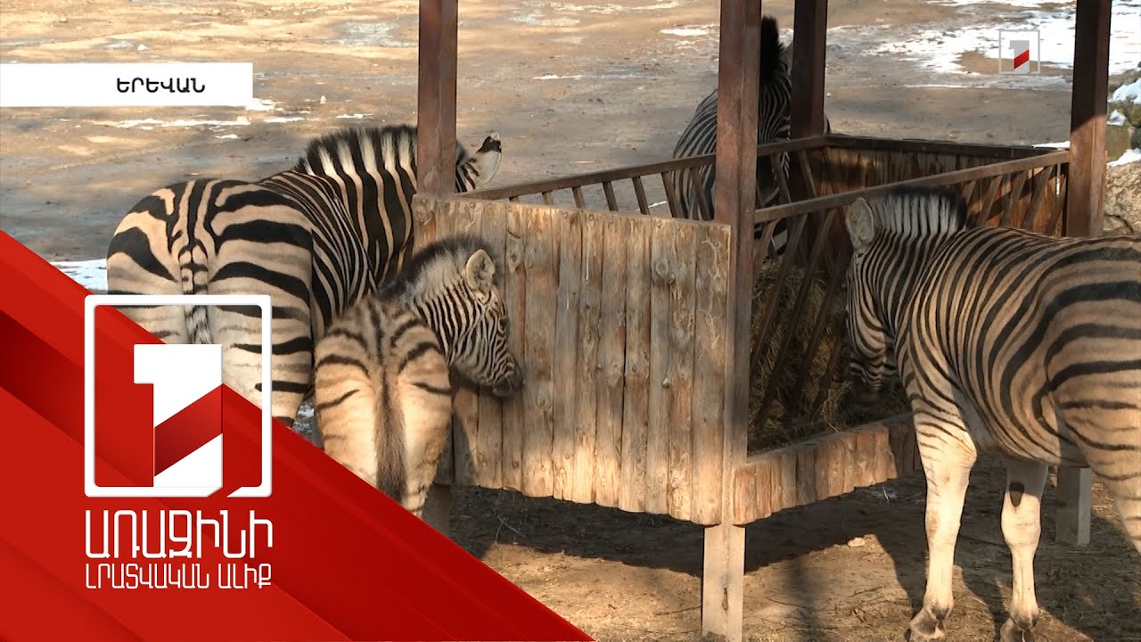 Կենդանաբանականում նոր ազատավանդակ կունենան զեբրերն ու բորենիանման շները, Ալբա վագրը