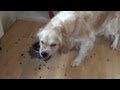 Angry Eating Dog