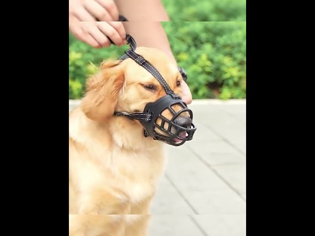Vídeo relacionado con Don Pare Bozal Modelo 101 en Azul Beber Siempre Posible Ideal para Marcha Libre, Perrera, Jaula, Carreras de Perros, automóvil, protección contra cebos envenenados por Amathings