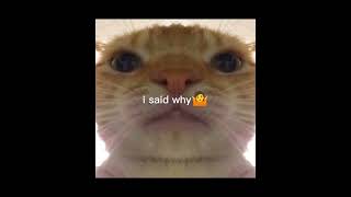 i swallowed shampoo... probably gonna die-