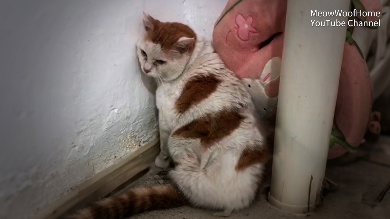A 10-year-old cat abandoned, stays at the owner's door unwilling to leave