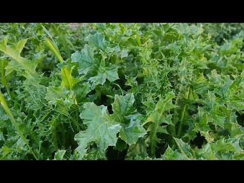 how to grow potatoes, when to plant tomatoes, when to plant peppers, when to plant sweet potatoes