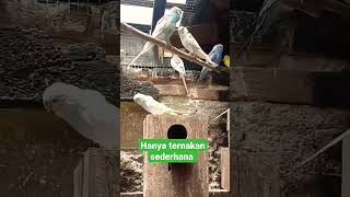 Download lagu TERNAK PARKIT SEDERHANA #burung #berburu #anakan #parkit #KOLONI #jinak mp3