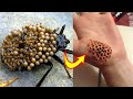 Top 10 Insectos Y Arácnidos Más Peligrosos Del Mundo