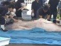 Rare megamouth shark captured off Japan and cut.