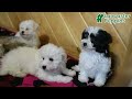 Maltipoo dogs for sale: Pumpkin - Video 1