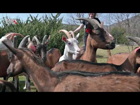 Farma koza Capra Domestica Klub 7 HRT