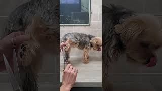 How to trim your dogs paw pads with scissors, remove the hair from feet, dog grooming, Shorkie