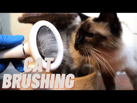 Long Hair Siamese Cat Brushing! So Pretty!