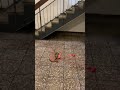 Monkee vs Watermelon #fyp #meme #shorts #monkey #monkee