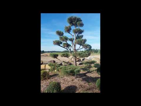 Kiefernbonsais Sommer 2022