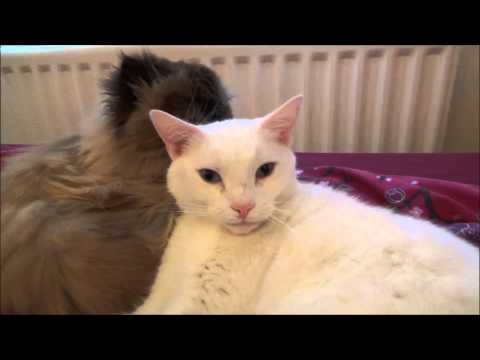 Cats Washing Each Other - ASMR