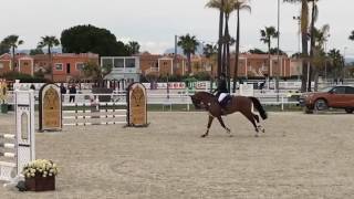 Video koně Light Star