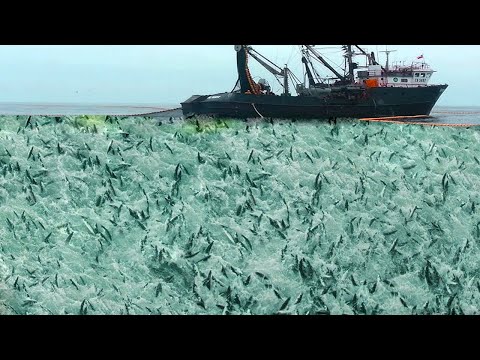 Big Net fishing, Trawler fishing in the Sea - Factory Processing on a frozen fishing boat #02