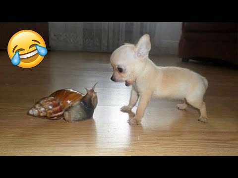 COMPILATION of the FUNNIEST ANIMALS Moments of 2025 | You Laugh You Lose 🐶😸 funny cat videos