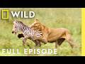 Clash Of The Titans Full Episode Animal Fight Night Nat Geo Wild