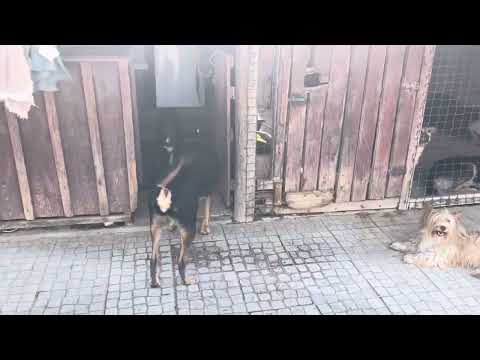 Vídeo de MORRI
