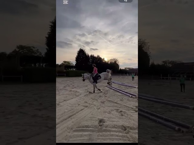 À vendre, superbe poney gris de 5 ans, toisant 146 cm, 