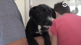 Приставучего Клоуна Кусает Собака (Видео)