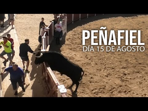 Peñafiel 2024 Toros día 15 por la Mañana