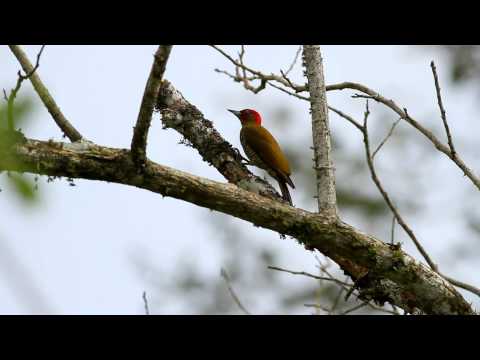 Rufous-winged Woodpecker (macho)