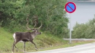 preview picture of video 'Reindeer encountered outside of Alta (Norway)'
