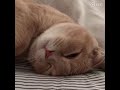 Mao Mao Cat