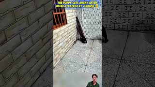 An angry puppy after being attacked by a mouse 😂 #dog #pets  #anmals #shortvideo