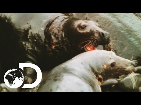 Mating Season Can Be A Violent Time For Grey Seals | Wildest Arctic
