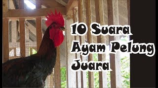 Download lagu 10 suara ayam pelung juara mp3 Download lagu 10 suara ayam pelung juara mp3