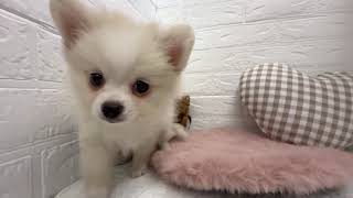 ハーフ犬の動画01