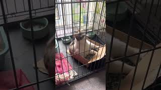 Cat with fractured pelvis - Cage rest day 1