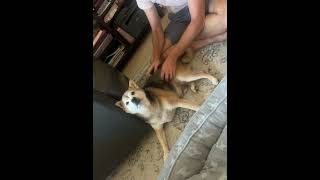 Video preview image #1 Shiba Inu Puppy For Sale in San Jose, CA, USA