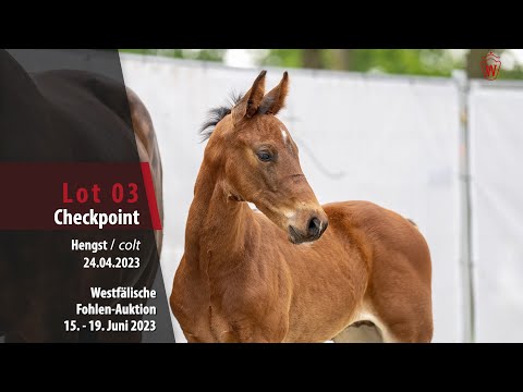Fohlen-Auktion Lot 03 Checkpoint Hengst v. Casallco - Cornet Obolensky