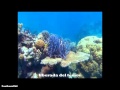 Soda Stereo- Coral (con letra)