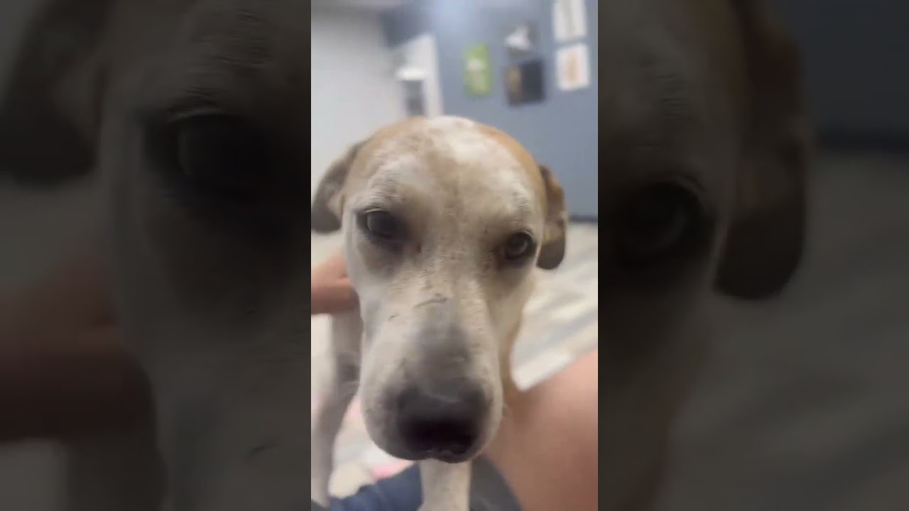 Polkey, a ADOPTABLE mixed breed in Olympia, WA video 4/4