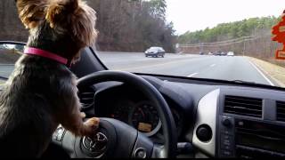 12-22-14 - Alice Cooper&#39;s &#39;Under My Wheels&#39; - The perfect song for a dog to drive by!