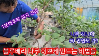 블루베리 나무1분만에 예쁘게 키우는방법~블루베리 하지전정,전지 가지치기,키우기 블루베리 재배방법