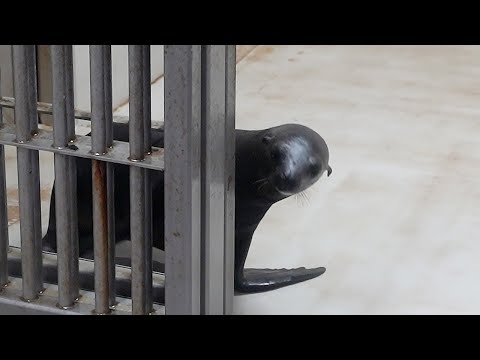 オオカミとアシカ – 特徴、名前、写真