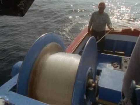 Schwertwale   Killer Mit Köpfchen 2/5