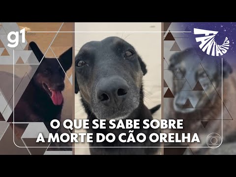 Fantástico: O que as investigações revelam sobre a morte do cão Orelha